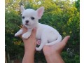 chihuahua-puppies-small-0