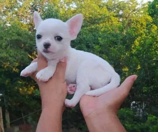 chihuahua-puppies-big-0