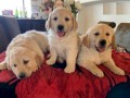 golden-retriever-puppies-small-0