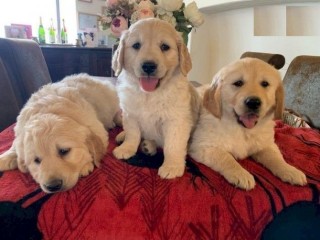Golden Retriever Puppies