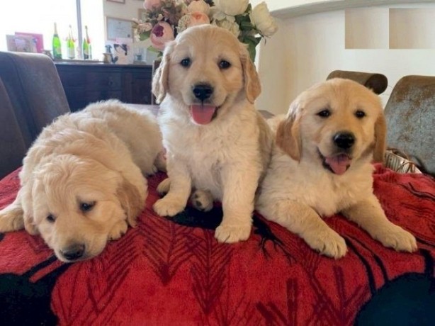 golden-retriever-puppies-big-0
