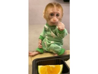 Two Capuchin Monkeys