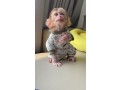 outstanding-capuchin-monkeys-small-0