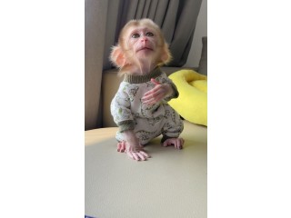 Outstanding Capuchin Monkeys