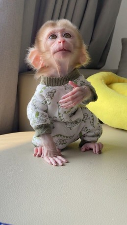 outstanding-capuchin-monkeys-big-0