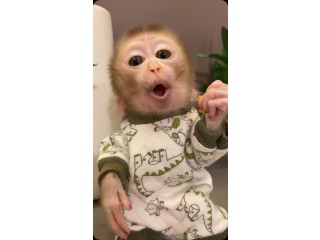 Cupuchin Monkey for Adoption
