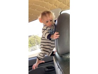 Male and Female Capuchin Monkeys Available