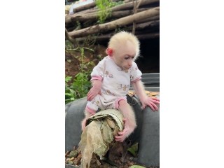 Capuchin monkeys for adoption