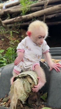 capuchin-monkeys-for-adoption-big-0