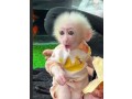 capuchin-monkeys-available-small-0