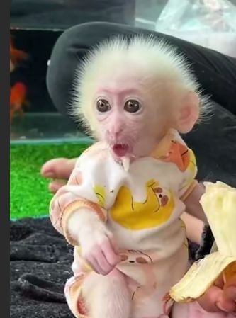capuchin-monkeys-available-big-0