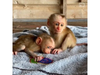 Emotional Filled Capuchin Monkeys Available
