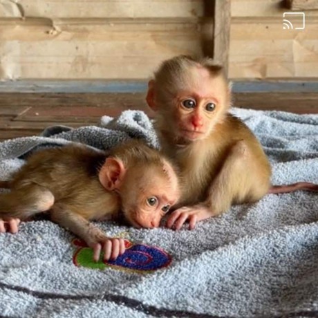 emotional-filled-capuchin-monkeys-available-big-0