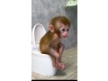 capuchin-monkey-for-adoption-small-0
