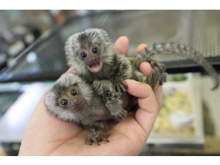 Male and Female Marmoset Monkeys Available