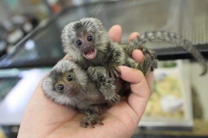 male-and-female-marmoset-monkeys-available-big-0