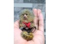amazing-marmoset-monkeys-for-sale-small-0