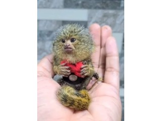 Amazing marmoset Monkeys for Sale