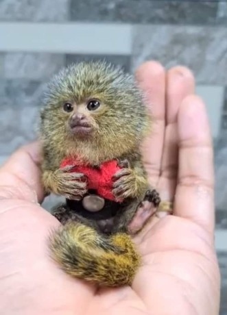 amazing-marmoset-monkeys-for-sale-big-0