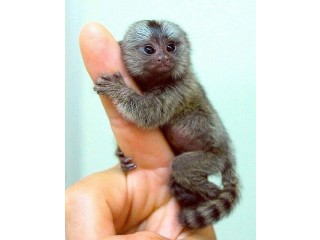 Marmoset Monkeys for Re-homing