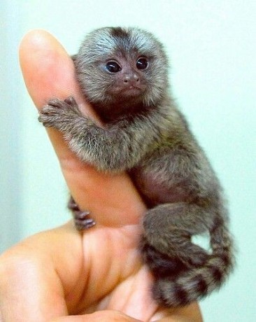 marmoset-monkeys-for-re-homing-big-0