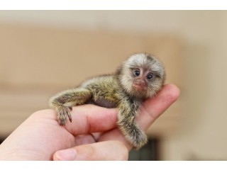 Marmoset Monkeys Ready for Adoption
