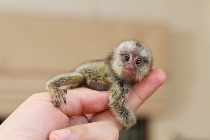 marmoset-monkeys-ready-for-adoption-big-0