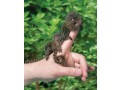 finger-marmoset-monkeys-for-adoption-small-0
