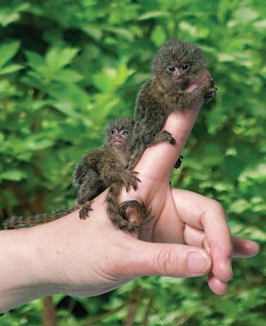 finger-marmoset-monkeys-for-adoption-big-0