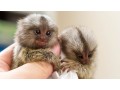 adorable-marmoset-monkeys-small-0