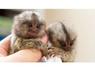 Adorable Marmoset Monkeys