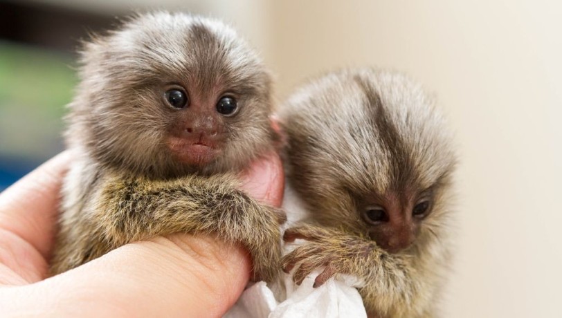 adorable-marmoset-monkeys-big-0