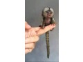 pygmy-marmosets-for-sale-small-0