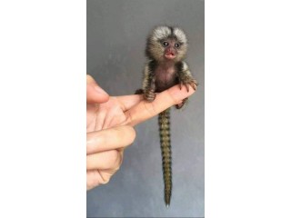 Pygmy Marmosets for Sale