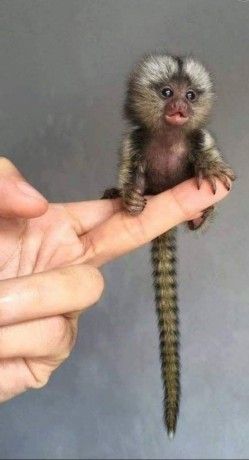 pygmy-marmosets-for-sale-big-0