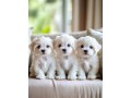 two-teacup-maltese-puppies-needs-a-new-family-small-0