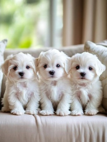 two-teacup-maltese-puppies-needs-a-new-family-big-0