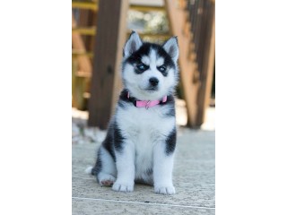 Akc registered Siberian Husky puppies