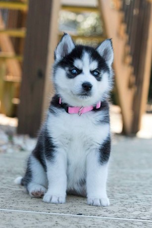 akc-registered-siberian-husky-puppies-big-0