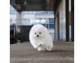 priceless-white-pomeranian-puppy-for-adoption-small-0