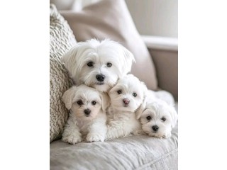 Two Teacup Maltese Puppies Needs a New  Family