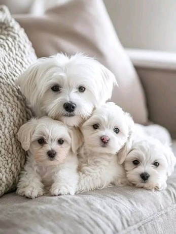 two-teacup-maltese-puppies-needs-a-new-family-big-0