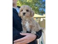 two-top-class-cavachon-puppies-available-small-0