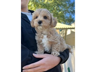 Two Top Class Cavachon Puppies Available