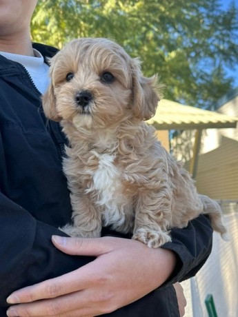 two-top-class-cavachon-puppies-available-big-0