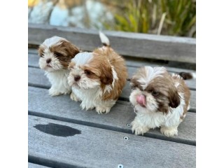 Adorable outstanding Shih Tzu puppies