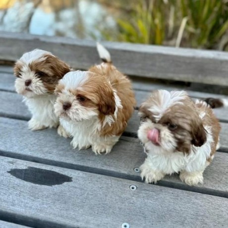 adorable-outstanding-shih-tzu-puppies-big-0