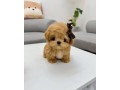 super-adorable-teacup-toy-poodles-puppies-small-0