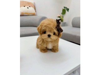 Super Adorable Teacup Toy Poodles Puppies