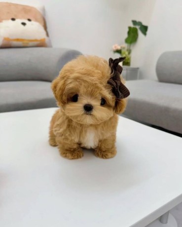 super-adorable-teacup-toy-poodles-puppies-big-0